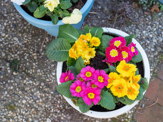 Pink and yellow Primula flowers in a white flowerpot, photographed from above