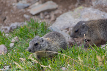 Murmeltier Muottas Muragl