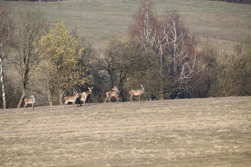 Flock of Deer stag  with growing antler grazing the grass  in spring