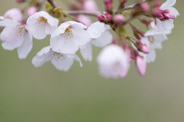 桜の花　背景素材