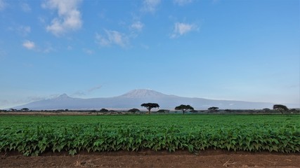Mount Kilimanjaro. Kenya. Green fields, blue sky, several African trees. In the distance is the majestic Kilimanjaro. © Вера 