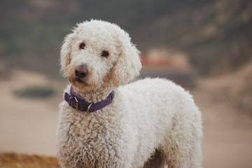 Poodle in front of the beach