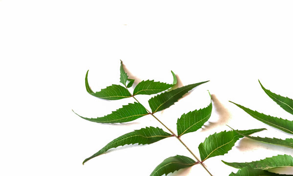 Medicinal neem leaf over white backgroundTropical foliage.Green Neem leaf isolated on white background.Azadirachta indica var.,