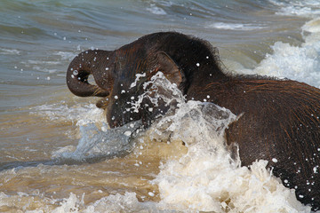 A young elefant with brown hair bathing and playing in muddy water