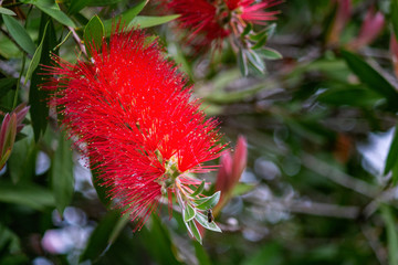 Melaleuca viminalis usually known as Callistemon viminalis, an ornamental shrub in the family Myrtaceae, endemic to Australia. Commonly referred as bottlebrush.