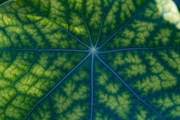 centric veins on a green leaf of a nasturtium
