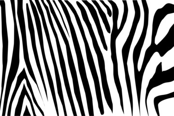 Zebra skin background. Vector illustration