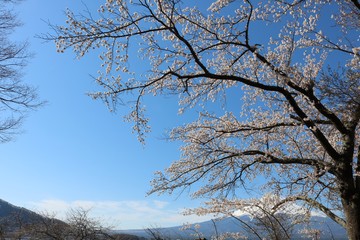 春爛漫河口湖の満開の桜と富士山