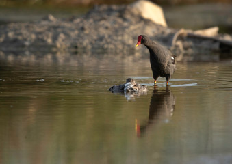 Common Moorhen observing a injured shank at Asker marsh, Bahrain