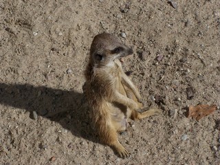Meerkat animal