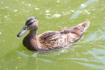 Mallard, wild duck (Stockente, Anas platyrhynchos)