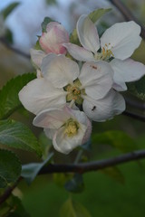 apple blossom that smells like summer heat