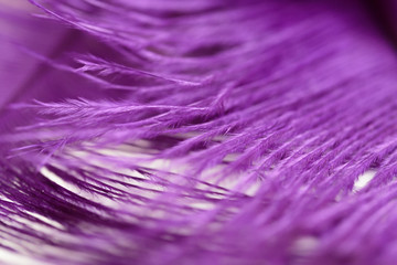 
photo feather of a bird of violet color for a background