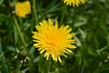 dandelion on green grass