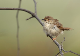 Closeup of a Graceful prinia at Buri farm, Bahrain