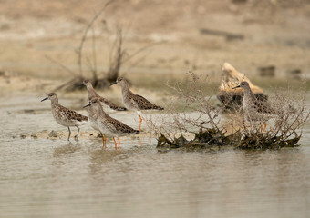 A flock of Ruffs all alert at Asker Marsh, Bahrain