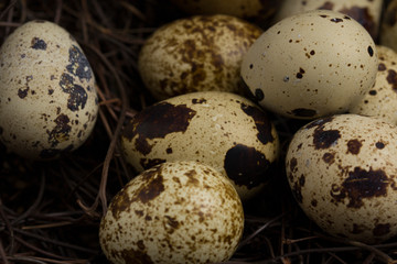 Obraz premium Quail eggs in nest of twigs close up . Dark style