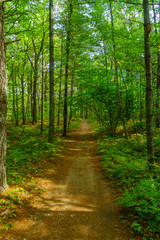 Footpath in a forest, in Kejimkujik National Park