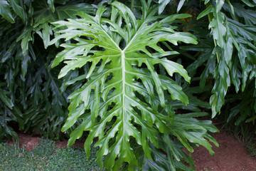 Delicious monster plant in a garden setting displaying natural leaf pattern formations. Large leaf variety
