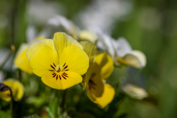 Wilde Stiefmütterchen im Wald