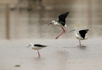 Black-winged Stilt landing at Asker Marsh , Bahrain