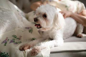 White dog breed the French lap dog.