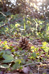 Primavera in miniatura