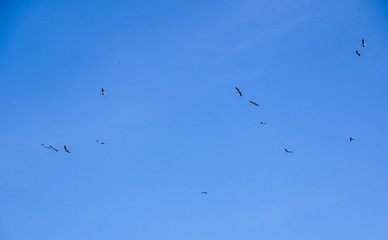 Group of flying storks on beautiful blue sky at early spring.