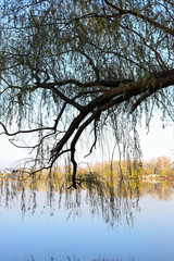 Fallen tree over the lake. Beautiful landscape