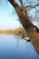 tree over the lake. Beautiful landscape