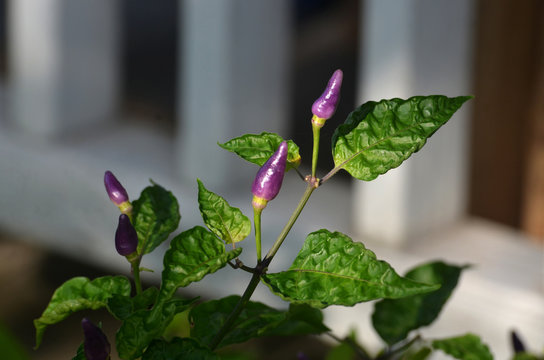 purple chilli