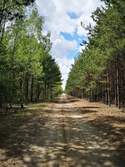 droga w lesie