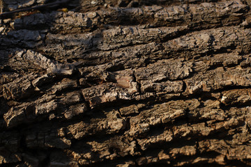 bark of a tree, old wood texture, wooden background