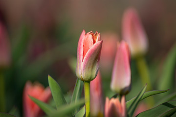 Beautiful flowers of pink tulips with a blurred background.