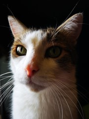 kot domowy portret © Sylwia