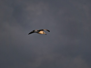 夕陽を浴びたウミネコ