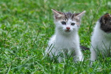 Naklejka na ściany i meble Adorable little kitten outdoor. A little cute kitten playing in the green grass