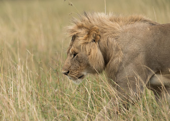Subadult Lion walking on the green at Masai Mara, Kenya
