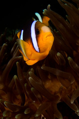 Clarke's Anemonefish (Clownfish). Fish and anemone 