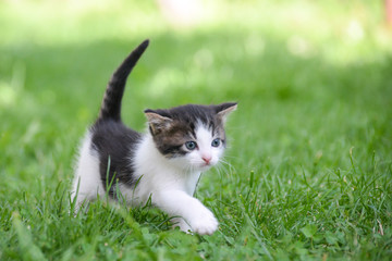 Adorable little kitten outdoor. A little cute kitten playing in the green grass