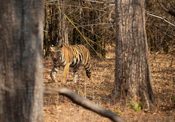 Tiger cub in the forest of Tadoba Andhari Tiger Reserve, India