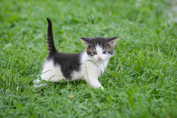 Adorable little kitten outdoor. A little cute kitten playing in the green grass