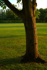 tree in the park,nature, grass, landscape,trees, green,summer,garden, outdoors,