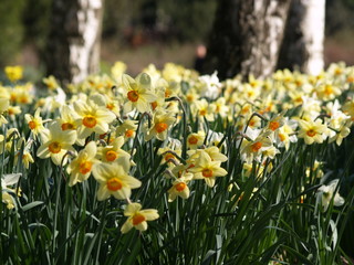 Obraz premium Jonquilles jaunes