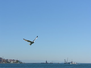 Fototapeta na wymiar A seagull flying over the Istanbul Bosporus with view of Maiden's Tower and ferry at the background