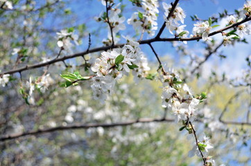 Cherry tree blooming in April