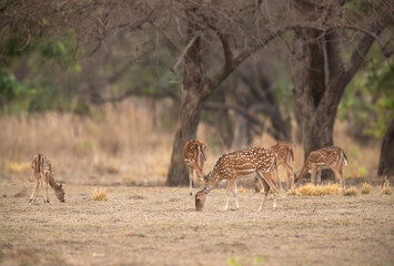 Cheetal deers grazing at Tadoba Andhari Tiger Reserve, India