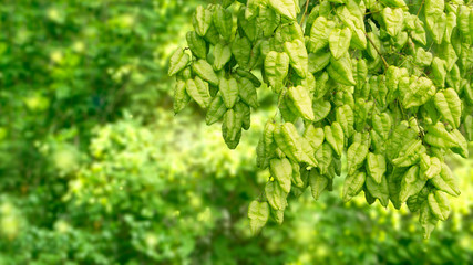 Green background. A branch of a beautiful street tree against the background of sunlit foliage.