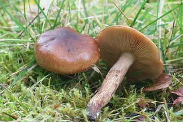 Tricholoma albobrunneum, a knight mushroom from Finland with no common english name