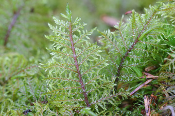 Hylocomium splendens, commonly known as glittering woodmoss, splendid feather moss or stairstep...